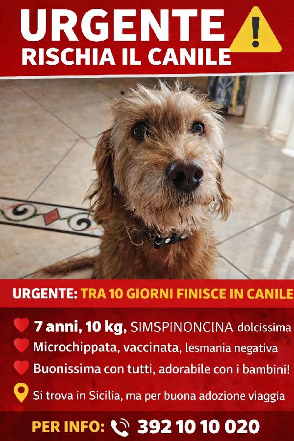 Lady Dolcissima Spinoncina Che Adora I Bimbi 