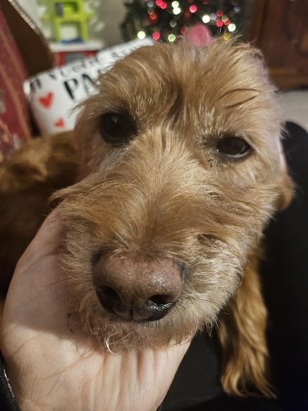 Lady dolcissima spinoncina che adora i bimbi  Foto 2