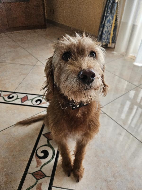 Lady dolcissima spinoncina che adora i bimbi  Foto 3