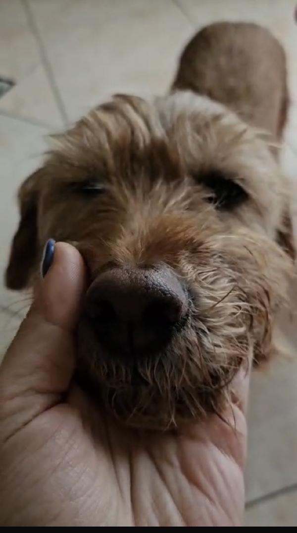 Lady dolcissima spinoncina che adora i bimbi  Foto 4