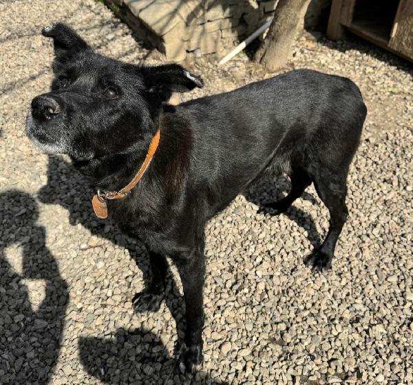 Ottavio 9 Anni Taglia Media Grande 