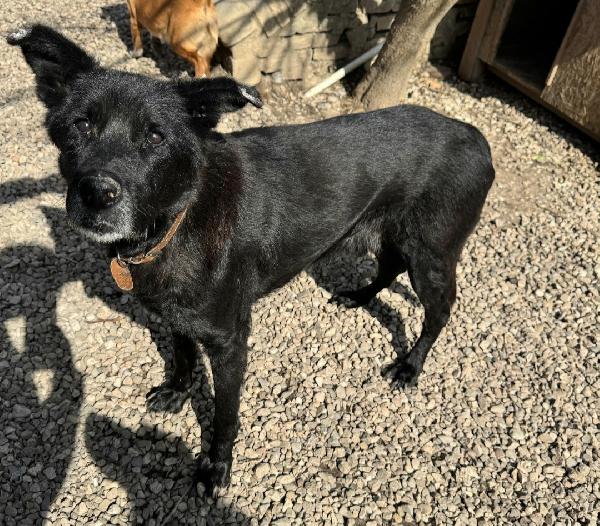 Ottavio 9 anni Taglia media grande  Foto 2