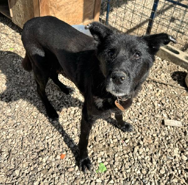 Ottavio 9 anni Taglia media grande  Foto 4