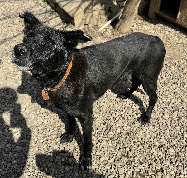 Ottavio 9 anni Taglia media grande  Foto 5