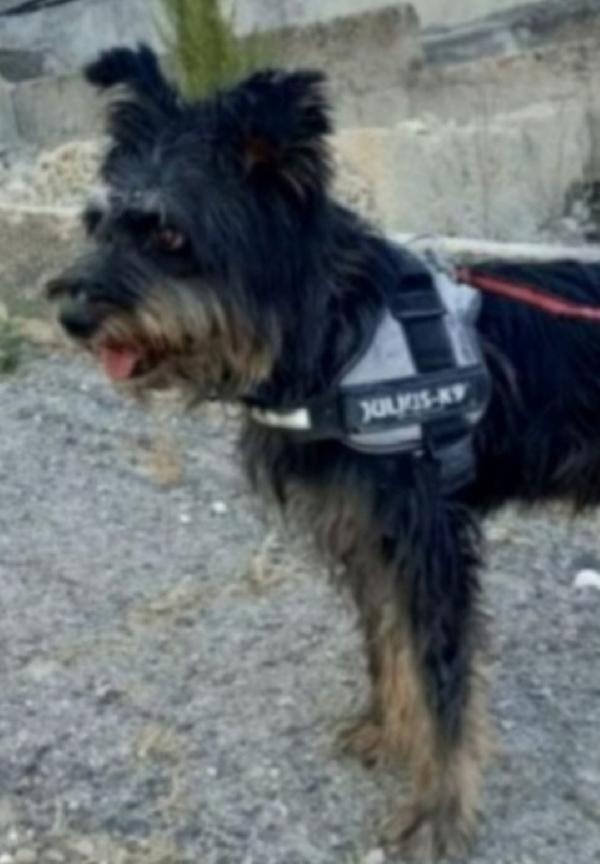 Milo 8Anni Mix Spinoncino Buon Carattere,Invisibile.sicilia