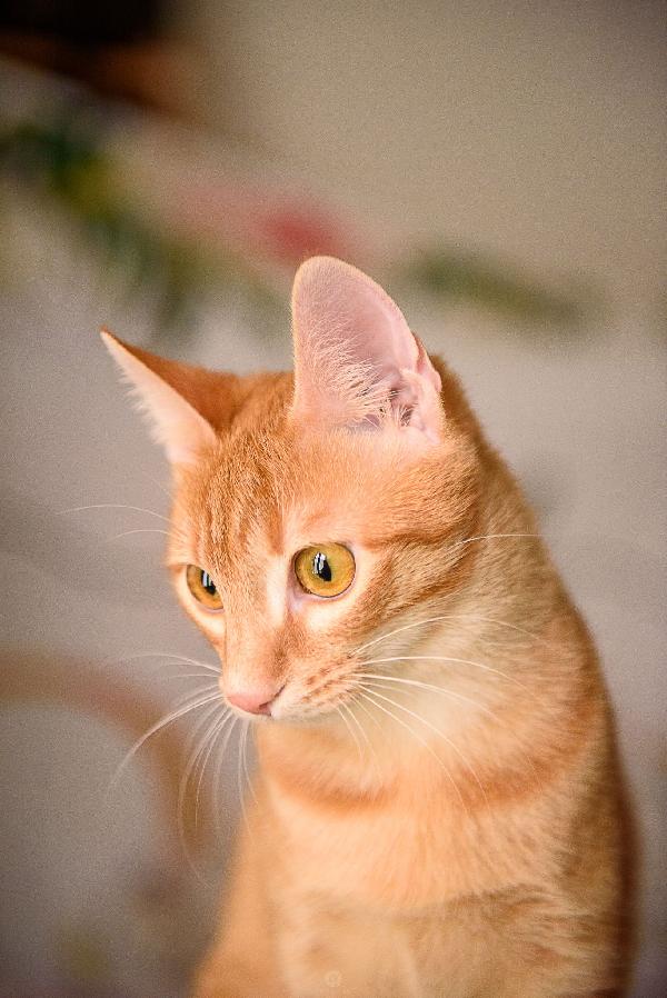 Zoe aspetta da mesi, aspetta te Foto 2