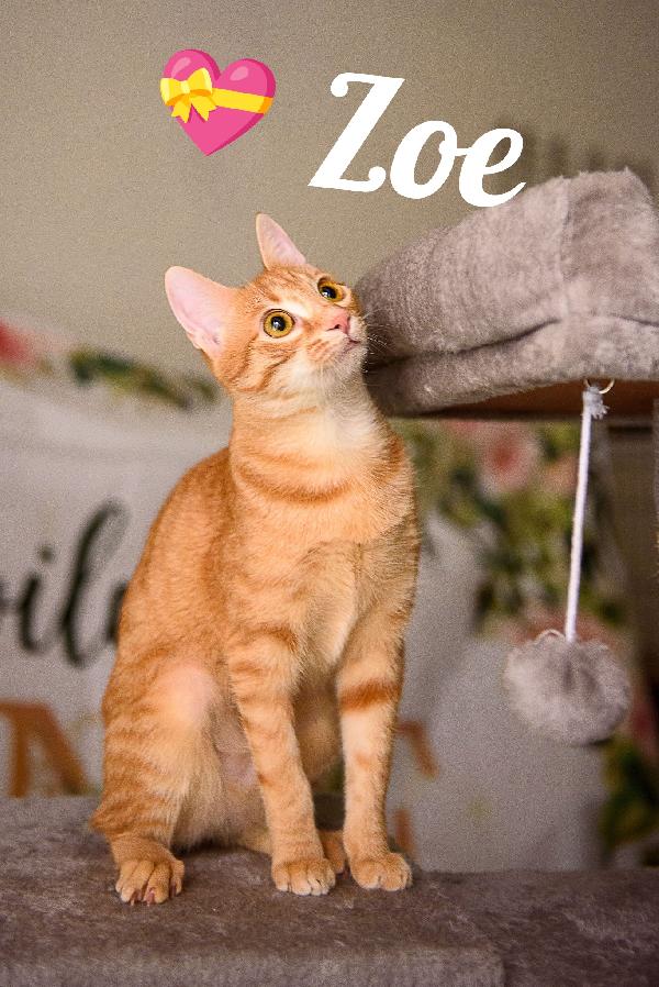 Zoe aspetta da mesi, aspetta te Foto 3