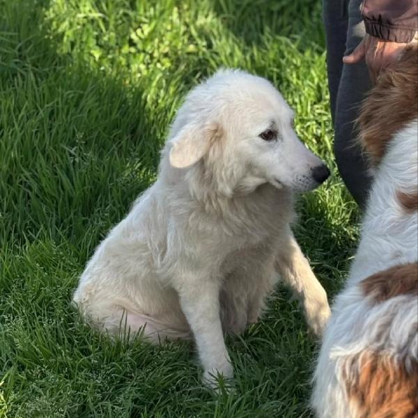 DUCHESSA simil maremmano 2 anni cerca casa - in adozione  Foto 2
