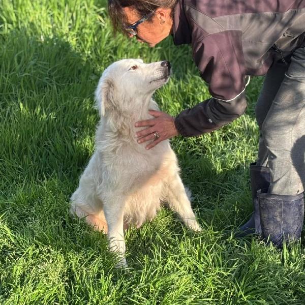 DUCHESSA simil maremmano 2 anni cerca casa - in adozione  Foto 3