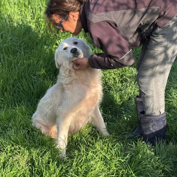 DUCHESSA simil maremmano 2 anni cerca casa - in adozione  Foto 4