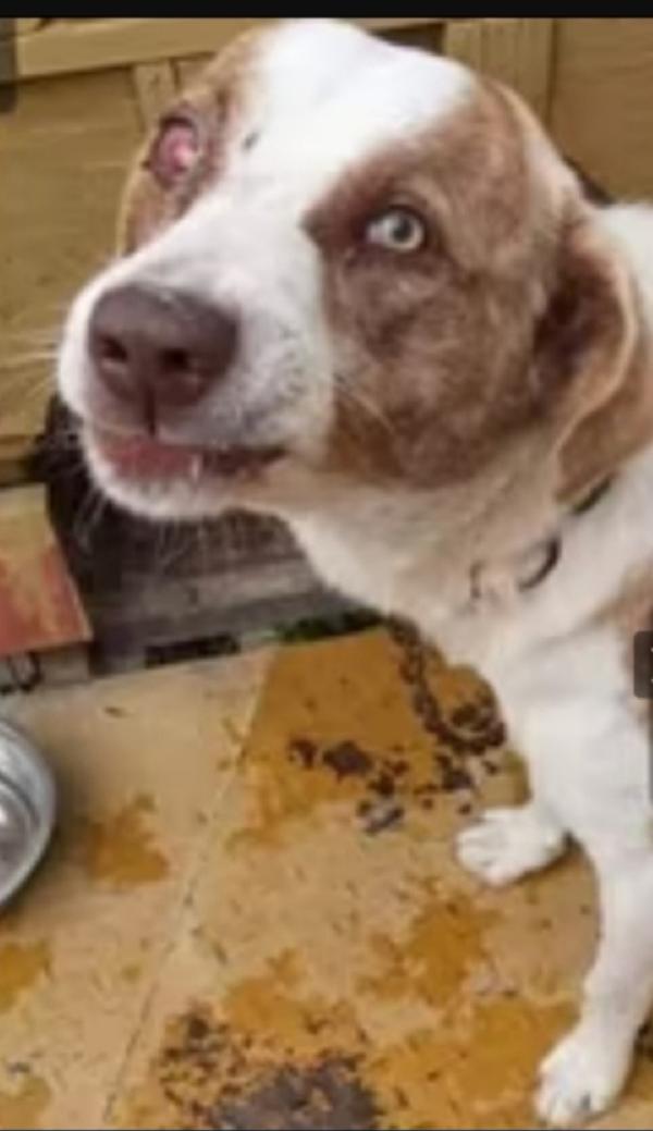 Charly circa 4anni non trova pace..zero aiuti!!  Foto 2