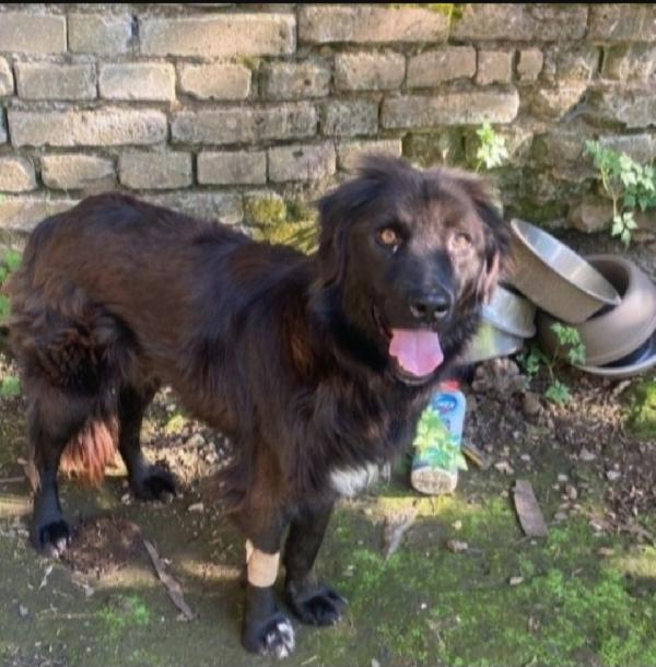 3Anni Ok Gatti In Una Terra Ostile Agli Animali! Sos Aiuti