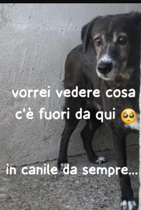 Femmina 9Anni In Canile Da Sempre! Calabria