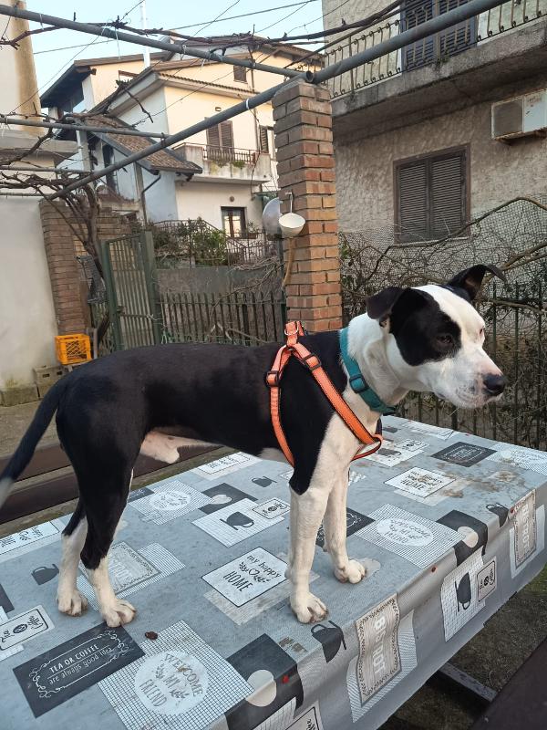 CUCCIOLO JACK Foto 2