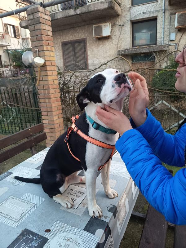 CUCCIOLO JACK Foto 3