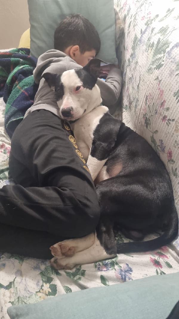 CUCCIOLO JACK Foto 4