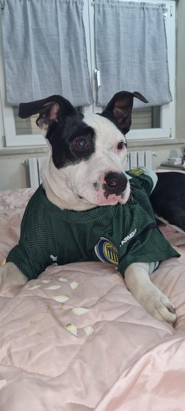 CUCCIOLO JACK Foto 5