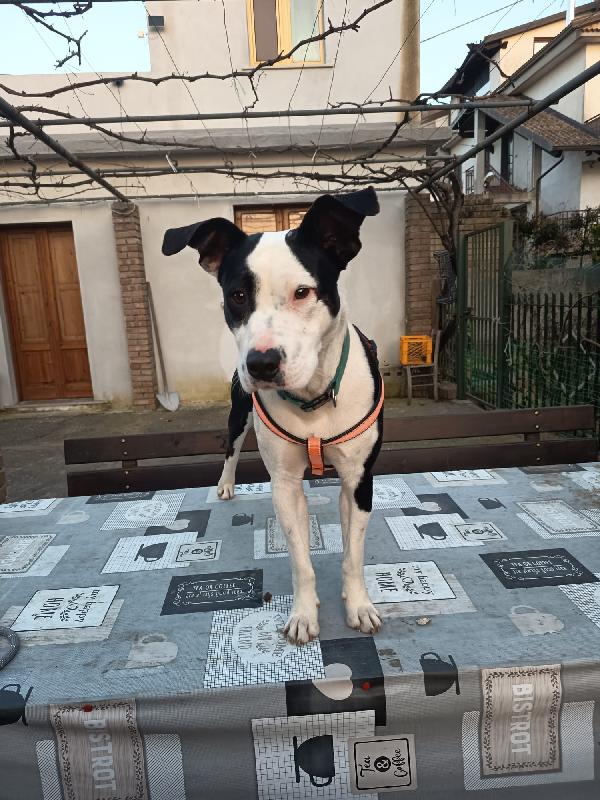 CUCCIOLO JACK Foto 6