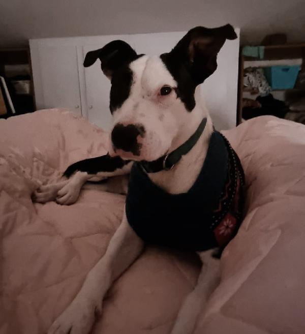 CUCCIOLO JACK Foto 7