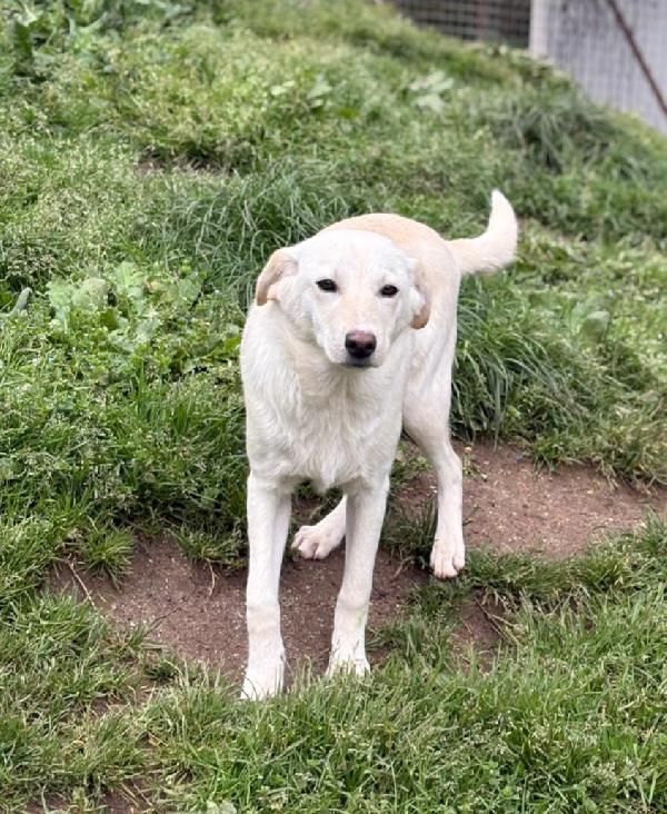 Merlino Mix Labradorino