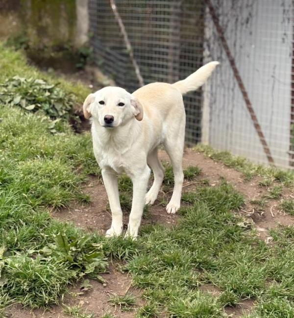 MERLINO MIX LABRADORINO Foto 2