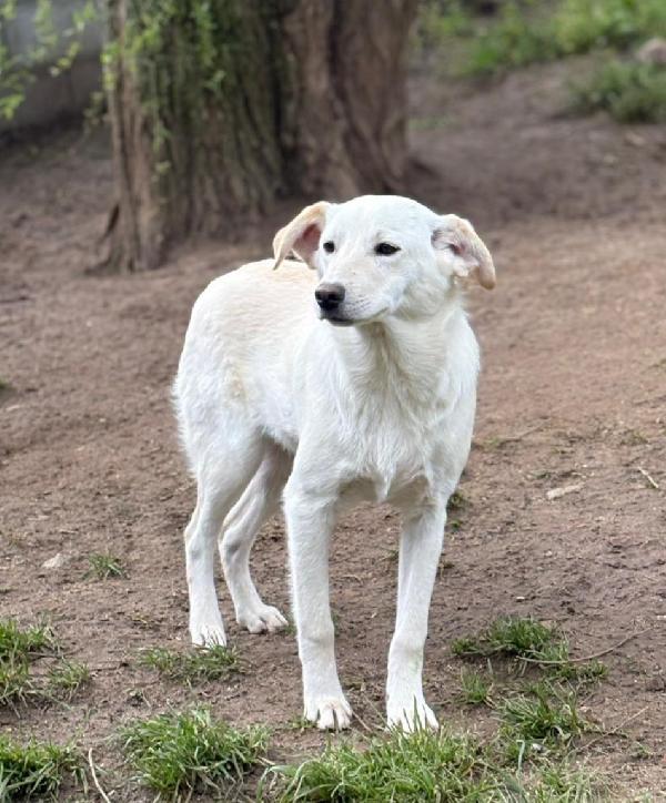MERLINO MIX LABRADORINO Foto 3