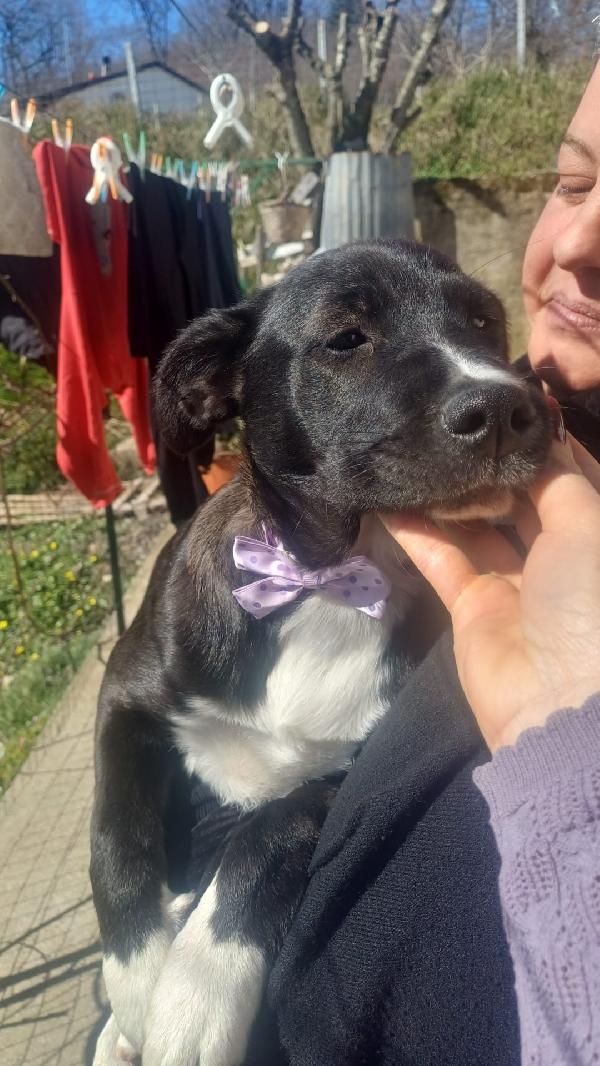 Cuccioli Bellissimi 💗💗