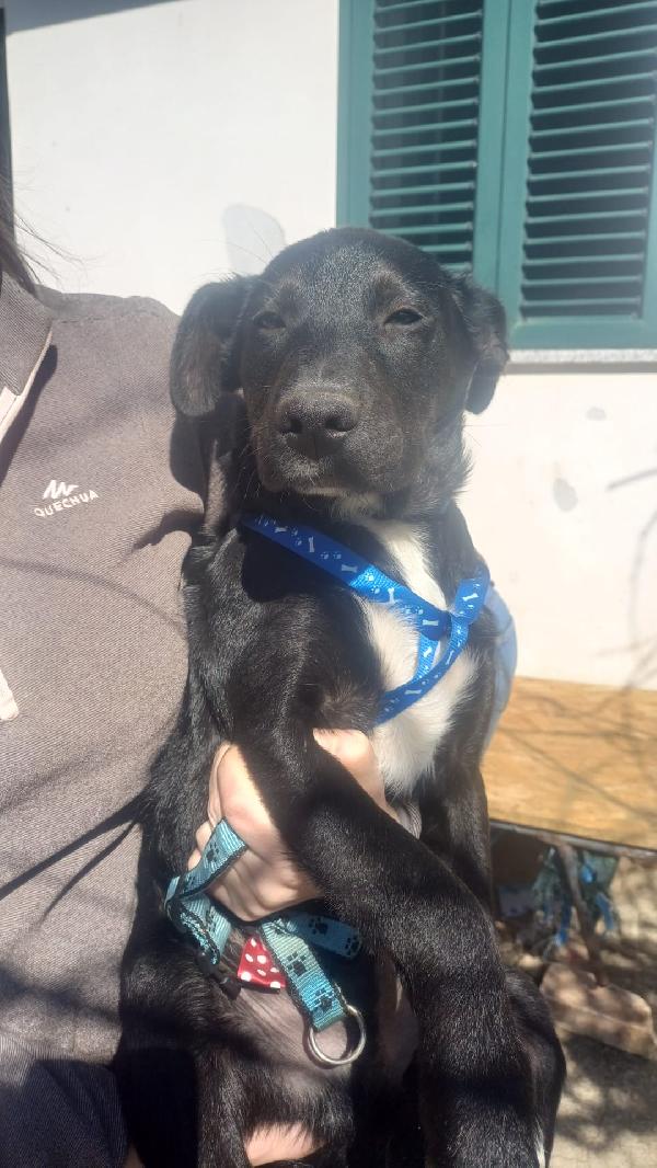 Cuccioli bellissimi 💗💗 Foto 2