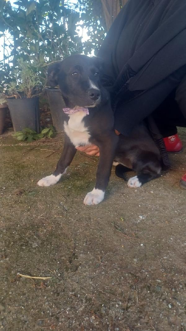 Cuccioli bellissimi 💗💗 Foto 3