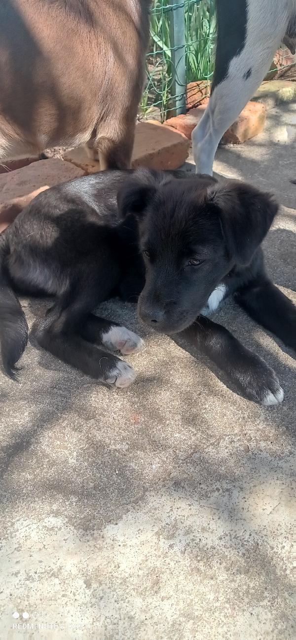 Cuccioli bellissimi 💗💗 Foto 4