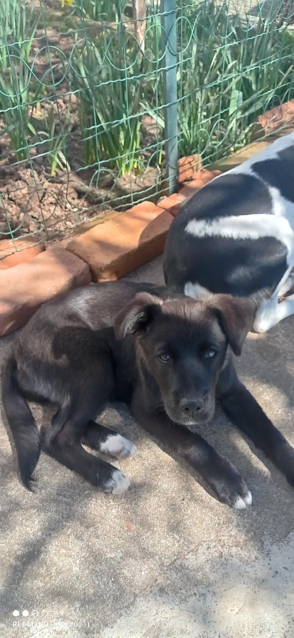 Cuccioli bellissimi 💗💗 Foto 5