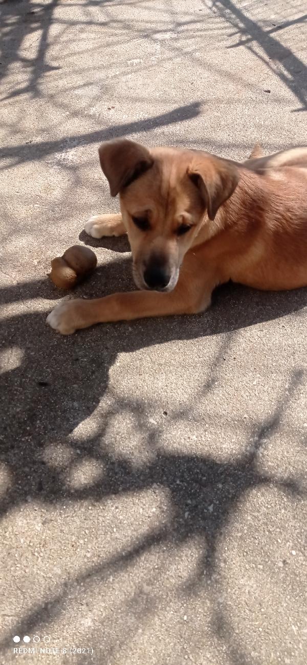 Cuccioli bellissimi 💗💗 Foto 6