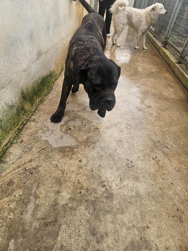 Lucia: cane corso maltrattata dolcissima  Foto 8