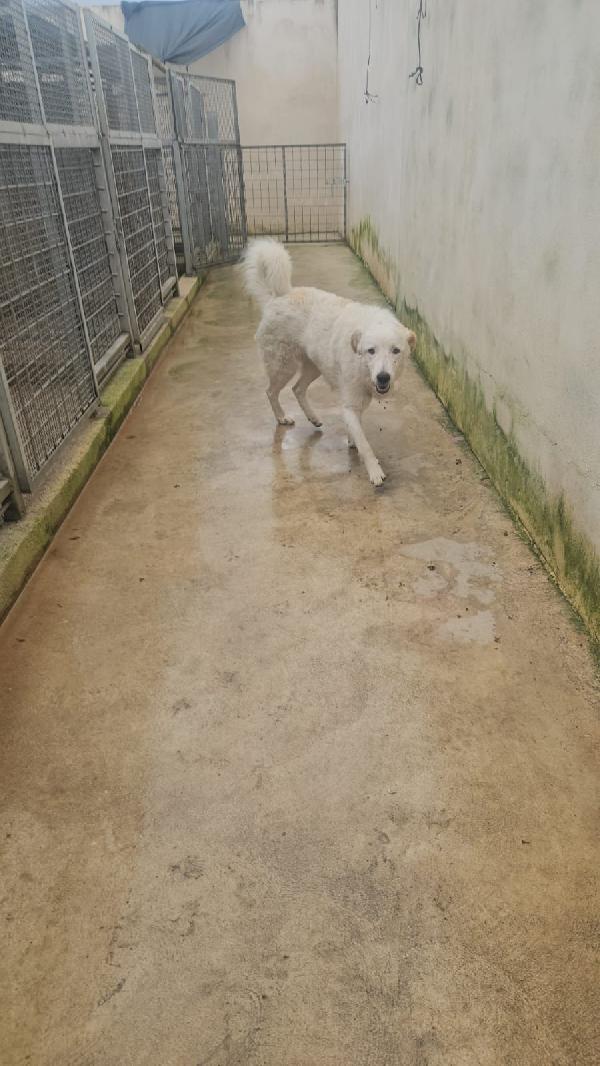 Ugo: 1 anno, taglia grande, socievole e affettuoso  Foto 10