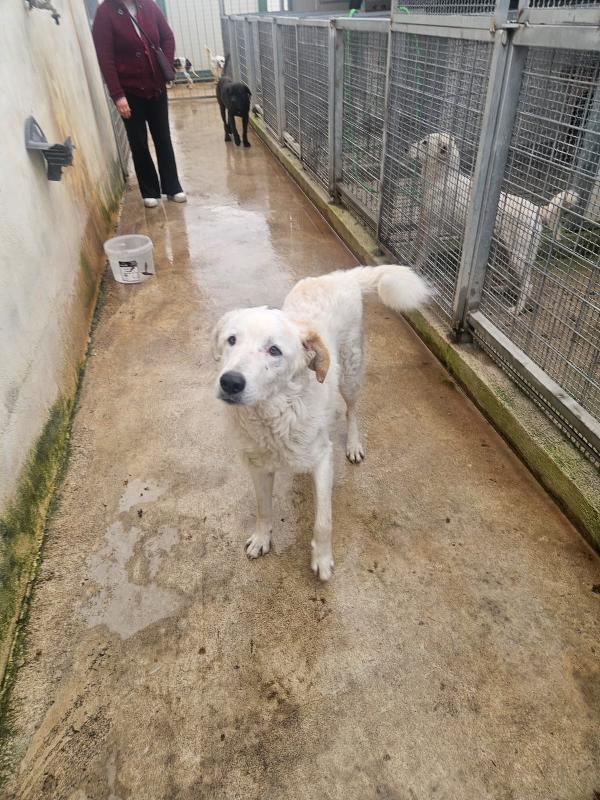 Ugo: 1 anno, taglia grande, socievole e affettuoso  Foto 11