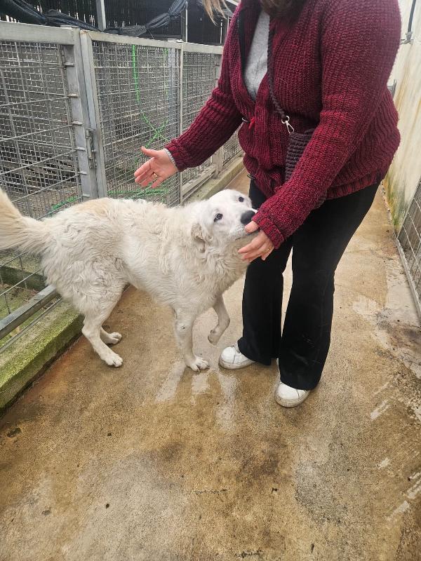 Ugo: 1 anno, taglia grande, socievole e affettuoso  Foto 12