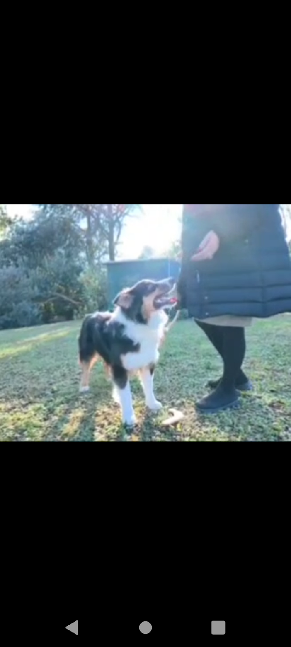 Pastore Australiano Australian Stepherd Aussie 