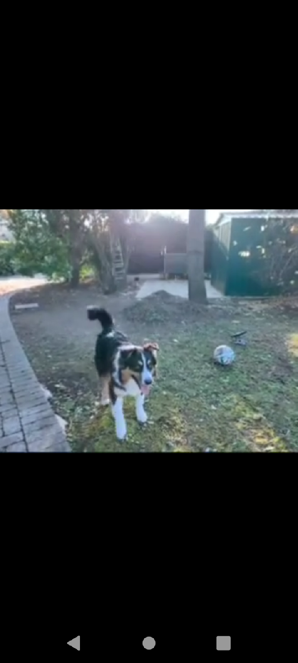 Pastore australiano Australian Stepherd Aussie  Foto 2