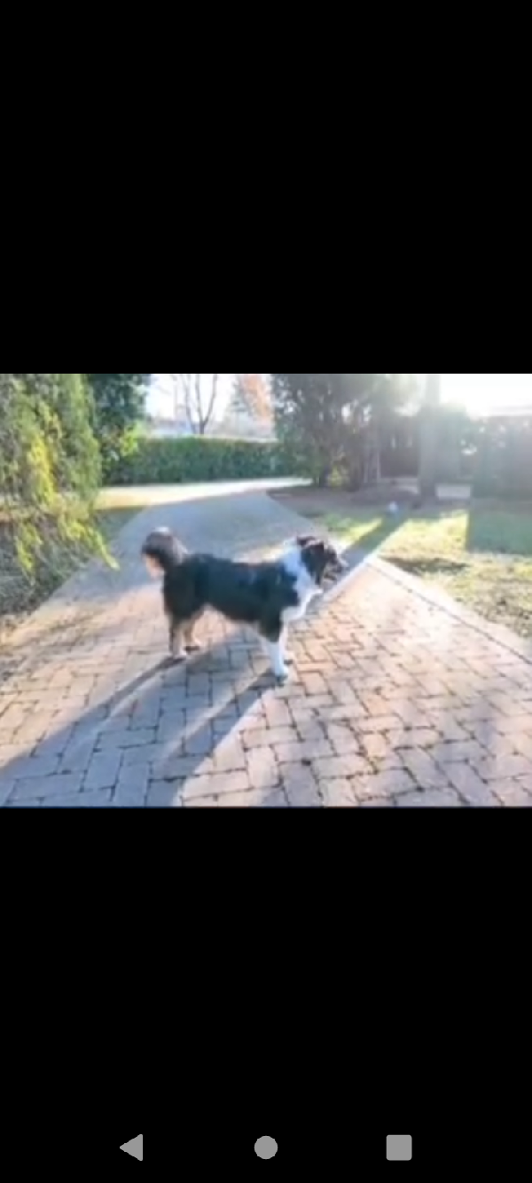 Pastore australiano Australian Stepherd Aussie  Foto 3