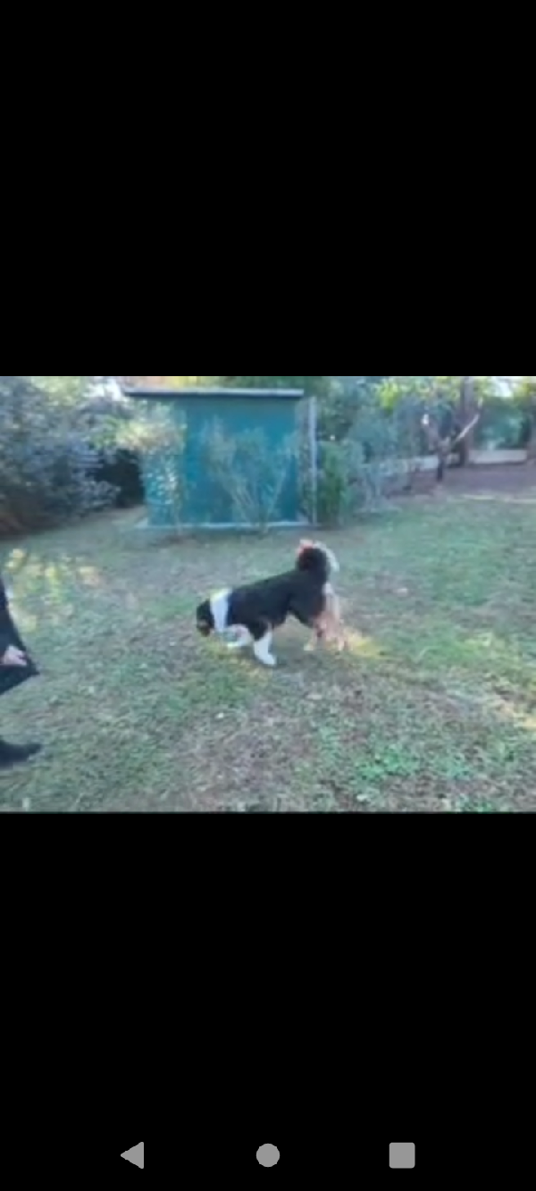 Pastore australiano Australian Stepherd Aussie  Foto 5