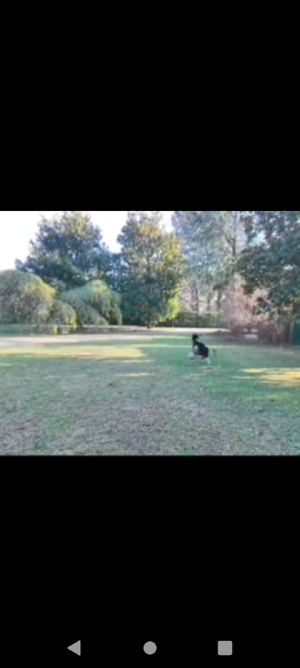 Pastore australiano Australian Stepherd Aussie  Foto 6