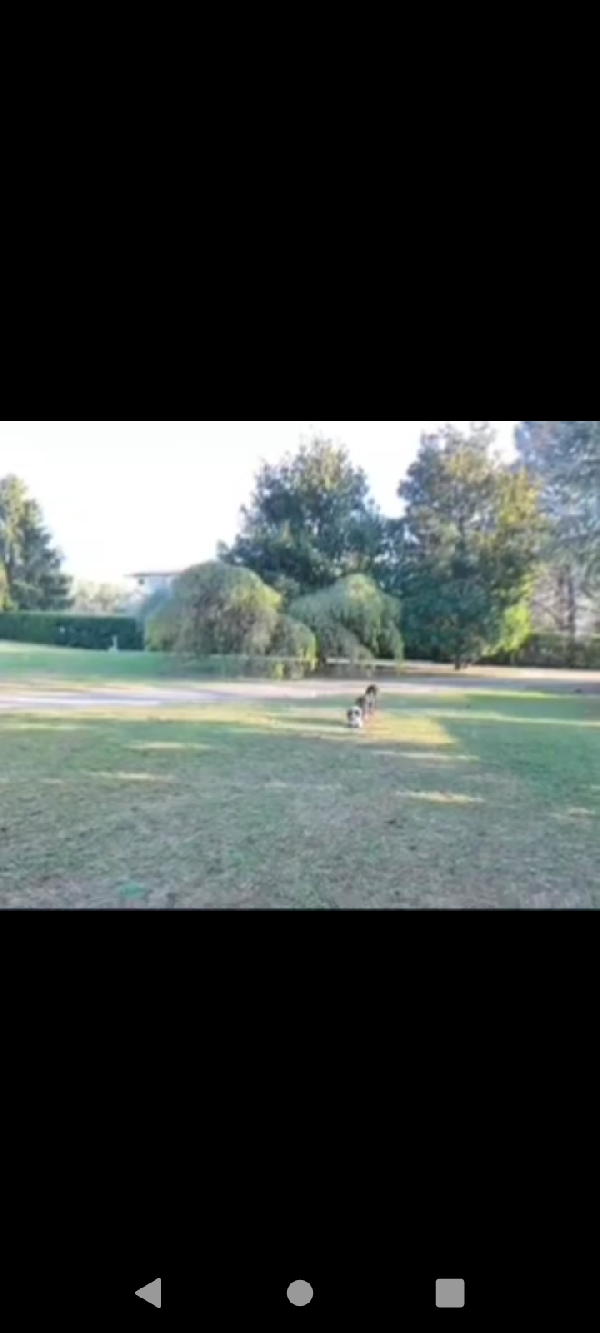 Pastore australiano Australian Stepherd Aussie  Foto 7