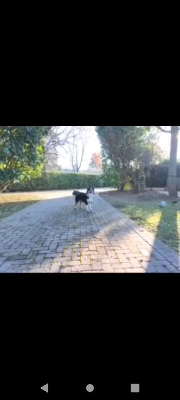 Pastore australiano Australian Stepherd Aussie  Foto 8