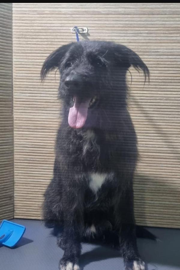 2Fratelli Mix Spinoni 10Anni..salvati 4Anni Fa.napoli