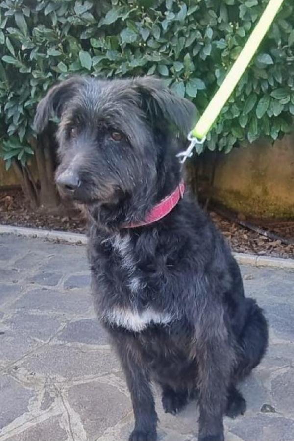 2fratelli mix spinoni 10anni..salvati 4anni fa.NAPOLI Foto 2