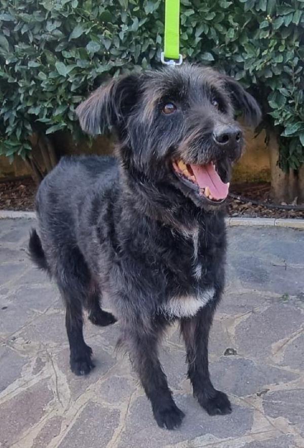 2fratelli mix spinoni 10anni..salvati 4anni fa.NAPOLI Foto 3