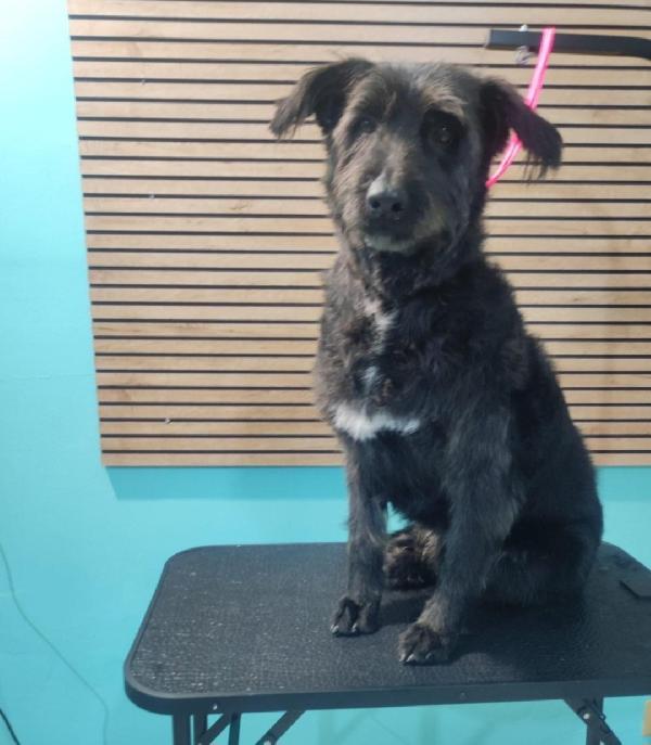 2fratelli mix spinoni 10anni..salvati 4anni fa.NAPOLI Foto 4