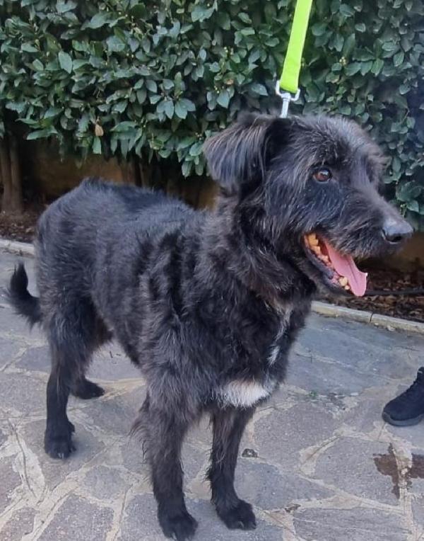 2fratelli mix spinoni 10anni..salvati 4anni fa.NAPOLI Foto 5