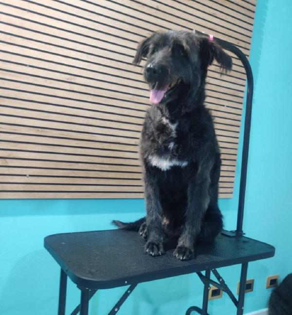 2fratelli mix spinoni 10anni..salvati 4anni fa.NAPOLI Foto 6