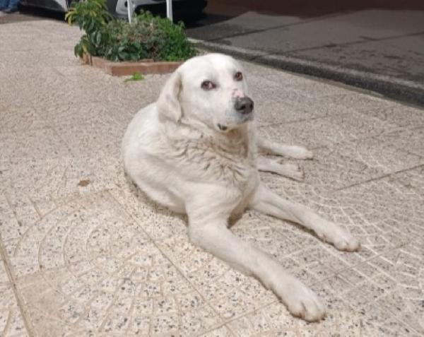 Maremmano Anziano Vogliono Mandarlo In Canile! Calabria